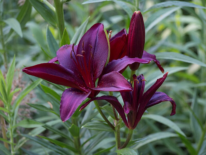 File:Asiatic lily in Central Park (81557).jpg