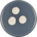 Aspergillus tanneri growing on CYA plate