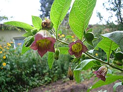 Σπόροι Άτροπος η ευθάλεια (Atropa belladonna)