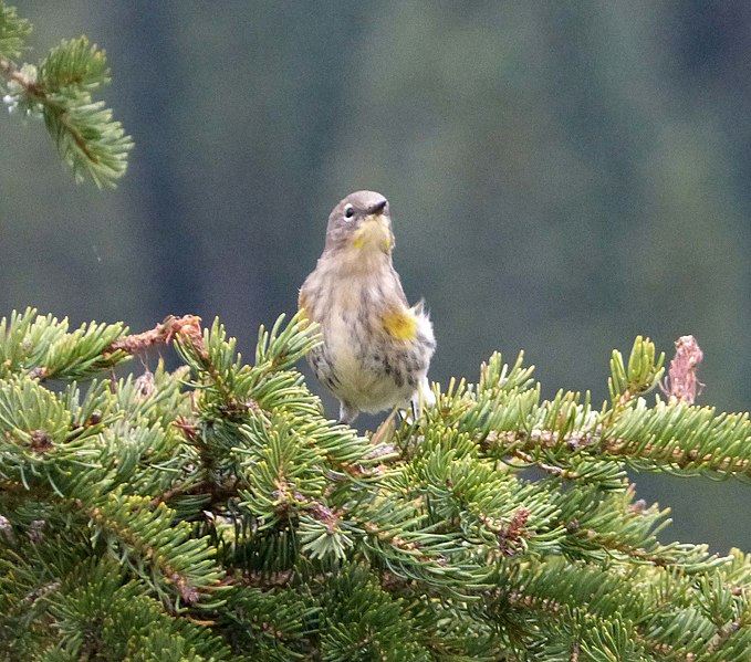 File:Audubon's Warbler Setophaga auduboni, Lake Louise, Canada 1.jpg