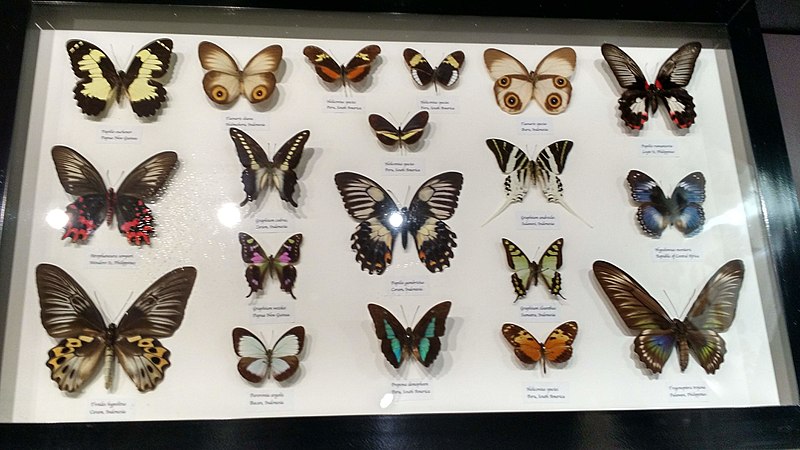 File:Australian Butterfly Sanctuary - specimens 14.jpg