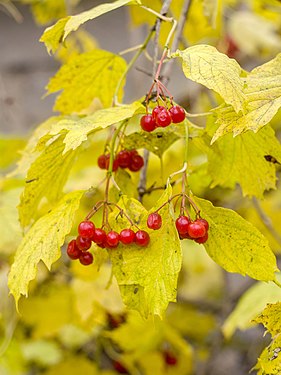 Autumn viburnum