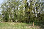 Alluvial forest rest near Nampolach