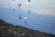 Various waterfowl at Lake Awasa.