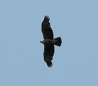 Ayress hawk-eagle species of bird
