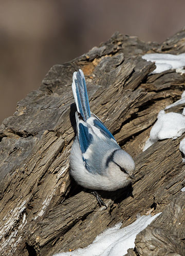 File:Azure Tit - Parus cyanus.jpg