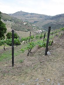 Břidlicové viniční kůly (Pinhão) 004.jpg