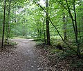 Vignette pour Forêt d'Évreux