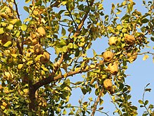 Detail of fruit Balanites aegyptiaca fruits, Gir AJTJ IMG 4788.jpg