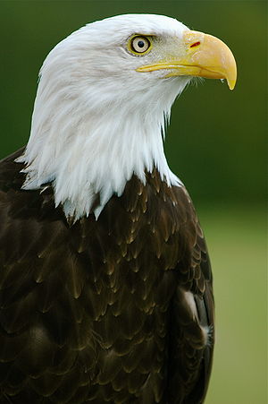 A Bald Eagle - EDIT2