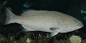 Baltimore Aquarium - Mycteroperca microlepis - 05.jpg