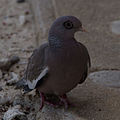 Bared-Eyed Pigeon (Patagioenas corensis) (11452109425).jpg