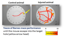 Barnes Maze Wikipedia