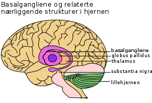 basalgangliene ligger midt i hjernen; relaterte nærliggende strukturer er globus pallidus, thalamus, substantia nigra, og lillehjernen.