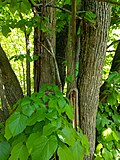 Thumbnail for File:Basswood (Tilia americana) - Flickr - wackybadger.jpg