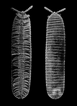 Male Bdellozonium cerviculatum from the western United States viewed from below and above Bdellozonium cerviculatum - Cook & Loomis 1928.jpg