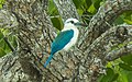 Beach Kingfisher - Halmahera S4E3693 (16316159391) (cropped).jpg