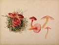 Rojo higrocybe.  Ilustración de B. Potter (1897)