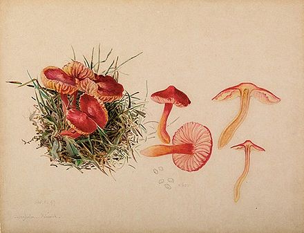 Beatrix Potter: reproductive system of Hygrocybe coccinea, 1897