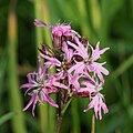 Beilstein - Billensbach - Kuckucks-Lichtnelke (Silene flos-cuculi) - Blütenstand