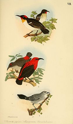 Beitrag zur fauna Centralpolynesiens. Ornithologie der Viti-, Samoa- und Tonga-inselnPl7.jpg