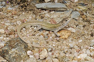 <i>Podarcis carbonelli</i> species of reptile