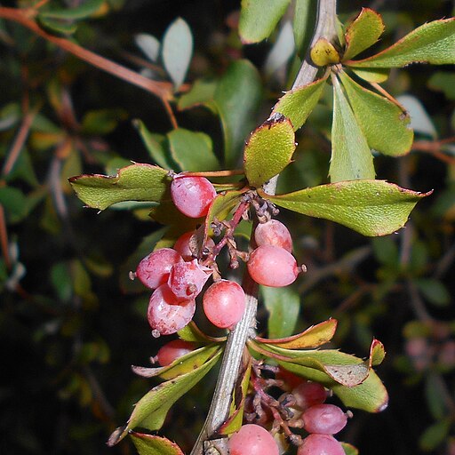 Berberis aggregata 2017-09-27 5188