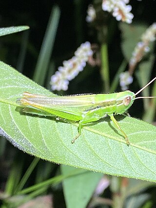 <i>Bermius</i> Genus of grasshoppers