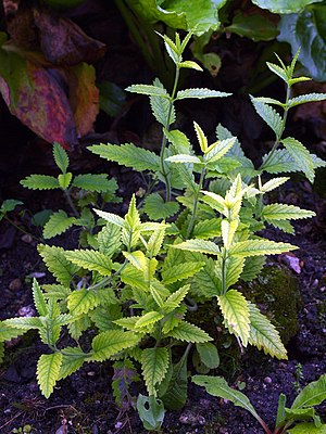 Betonica betoniciflora in the Munich Botanical Garden