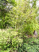 Betula ermanii - University of California Botanical Garden - DSC08894.JPG