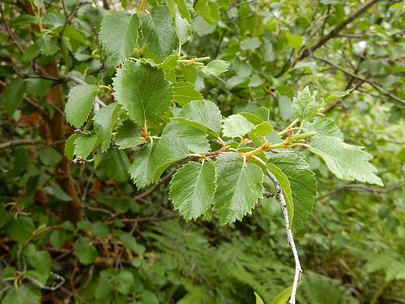 File:Betula occidentalis - water birch - Flickr - Matt Lavin (1).jpg