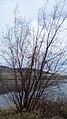 Betula occidentalis along the Columbia River, Colockum Wildlife Area, Chelan County Washington