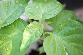 Bhut jolokia leaf about 30 days old plant