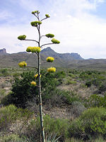 Big Bend National Park PB112610.jpg