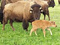 Bison Kuh und Kalb (Bison bison).jpg