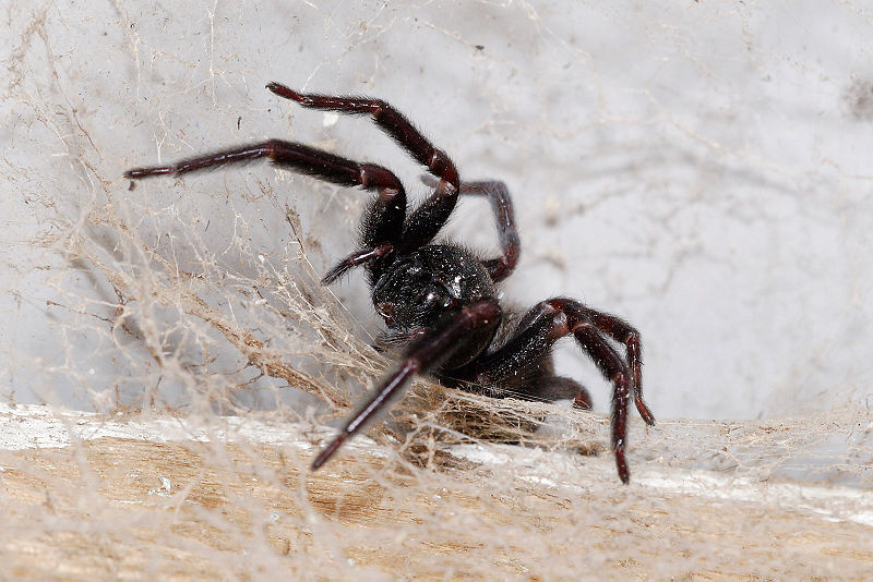 File:Black house spider02.jpg