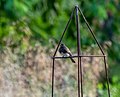 Thumbnail for File:Black phoebe in the Gamble Garden (41447).jpg