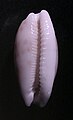 apertural view