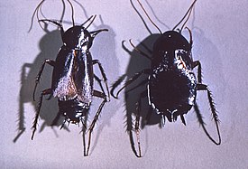 Чёрные тараканы