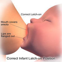 Illustration depicting correct latch-on position during breastfeeding.