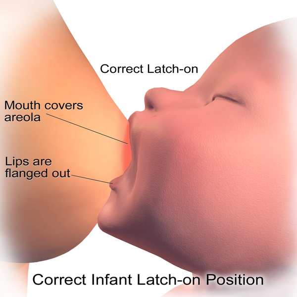 File:Blausen 0118 Breastfeeding CorrectLatch-On 02.png