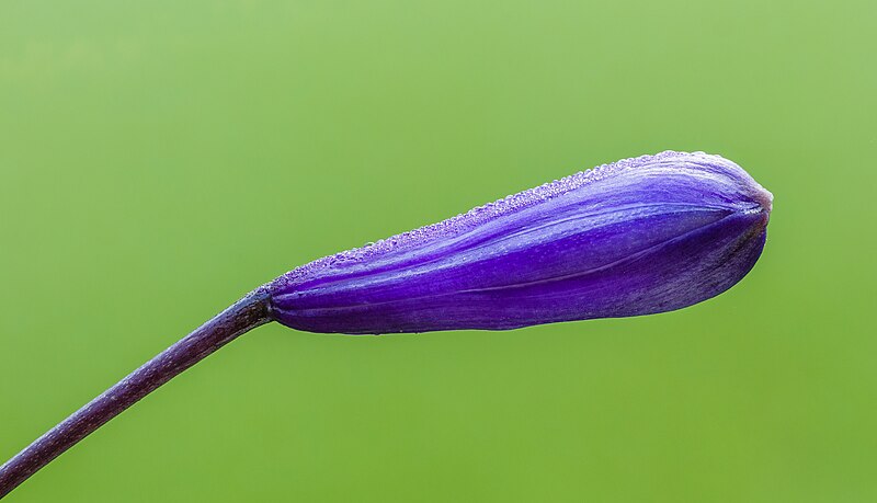 File:Bloemknop van een Agapanthus 'Senna'. 18-07-2023. (d.j.b) 02.jpg