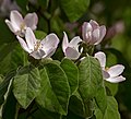 Blooming quince (Cydonia oblonga).jpg