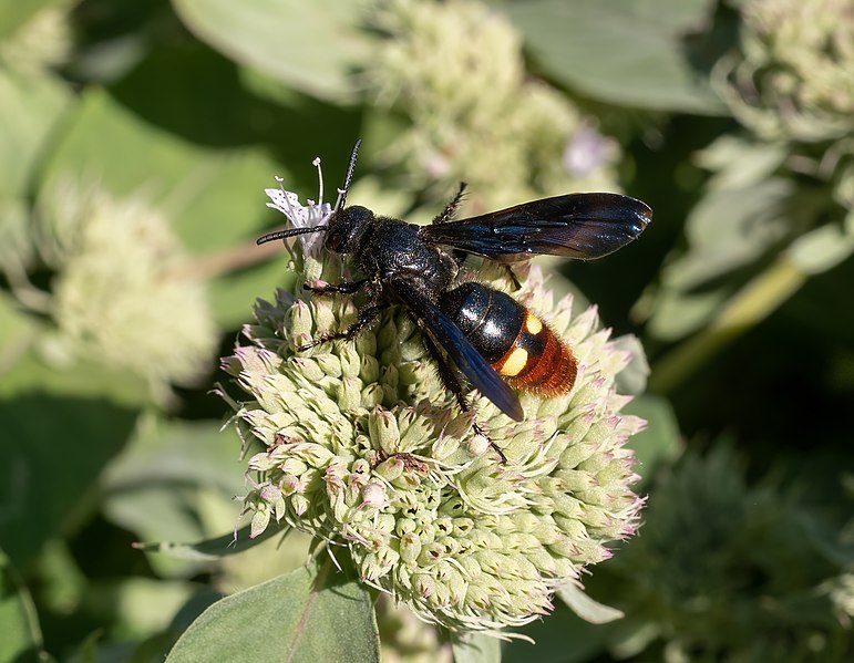 File:Blue-winged wasp in BBG (42901).jpg