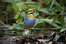 ssp. willoughbyi Blue Pitta (ssp. willoughbyi) 0A2A7977.jpg