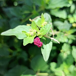 Boerhavia coccinea, JULY2020.jpg