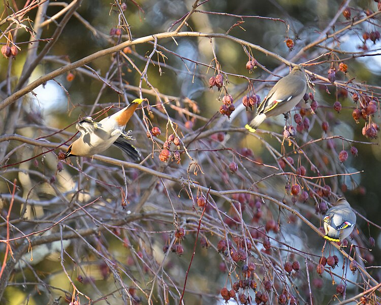 File:Bohemian waxwing ely 2.18.24 DSC 6319-topaz-denoiseraw.jpg