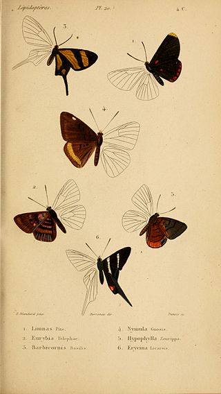 <i>Barbicornis</i> Genus of butterflies