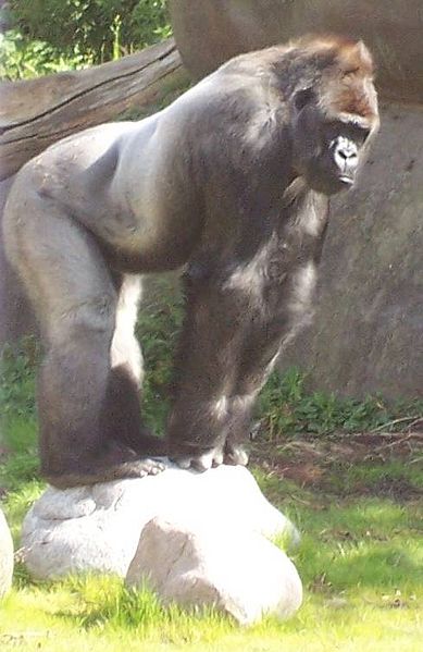 File:Bokito1 gorilla.jpg