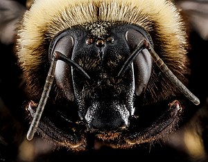 Huvud av Bombus auricomus